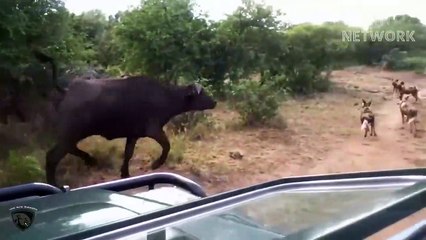 Angry Mother Buffalo Rushes To Attack The Pack Of Bloodthirsty Wild Dogs To Protect Her Cub
