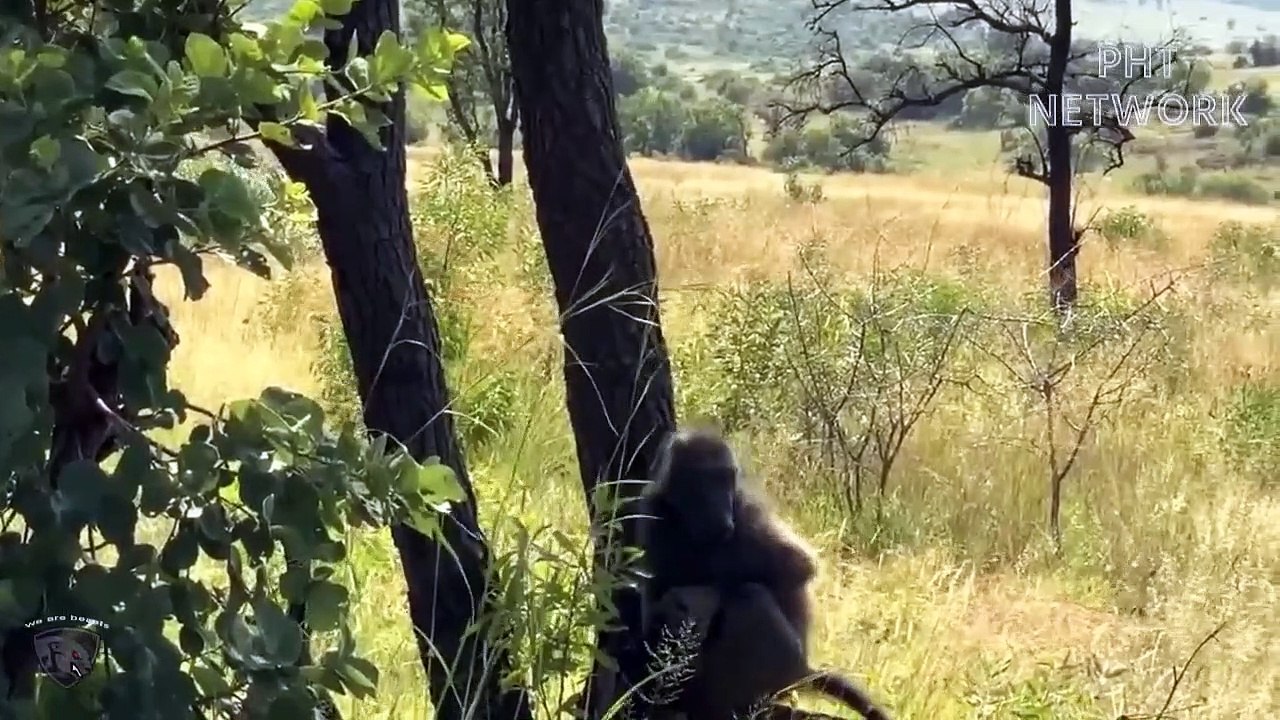 This Is Reason Why Leopard  Destroy The Baboons Family , Are  Baboons Escape Successfully