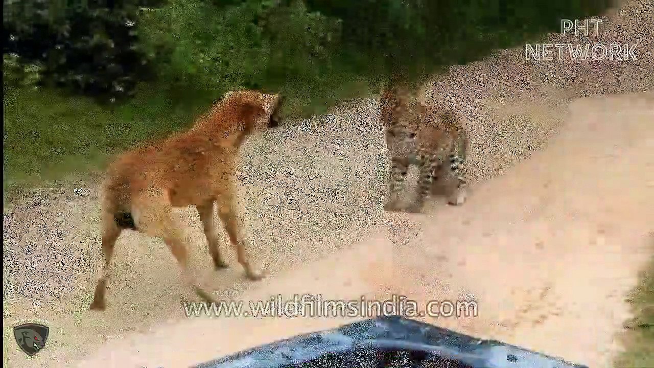 When Predators Get Angry They Can Attack Everything Including Humans  Moments Captured On Camera