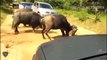 When The Mother Buffalo Is Angry, She Can Defeat Any Opponent Which Dares To Attack Her Childs