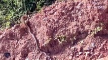OMG! Cobra Spits Venom To Destroy Mongoose  Snake, Eagle vs Spitting Cobra Attack