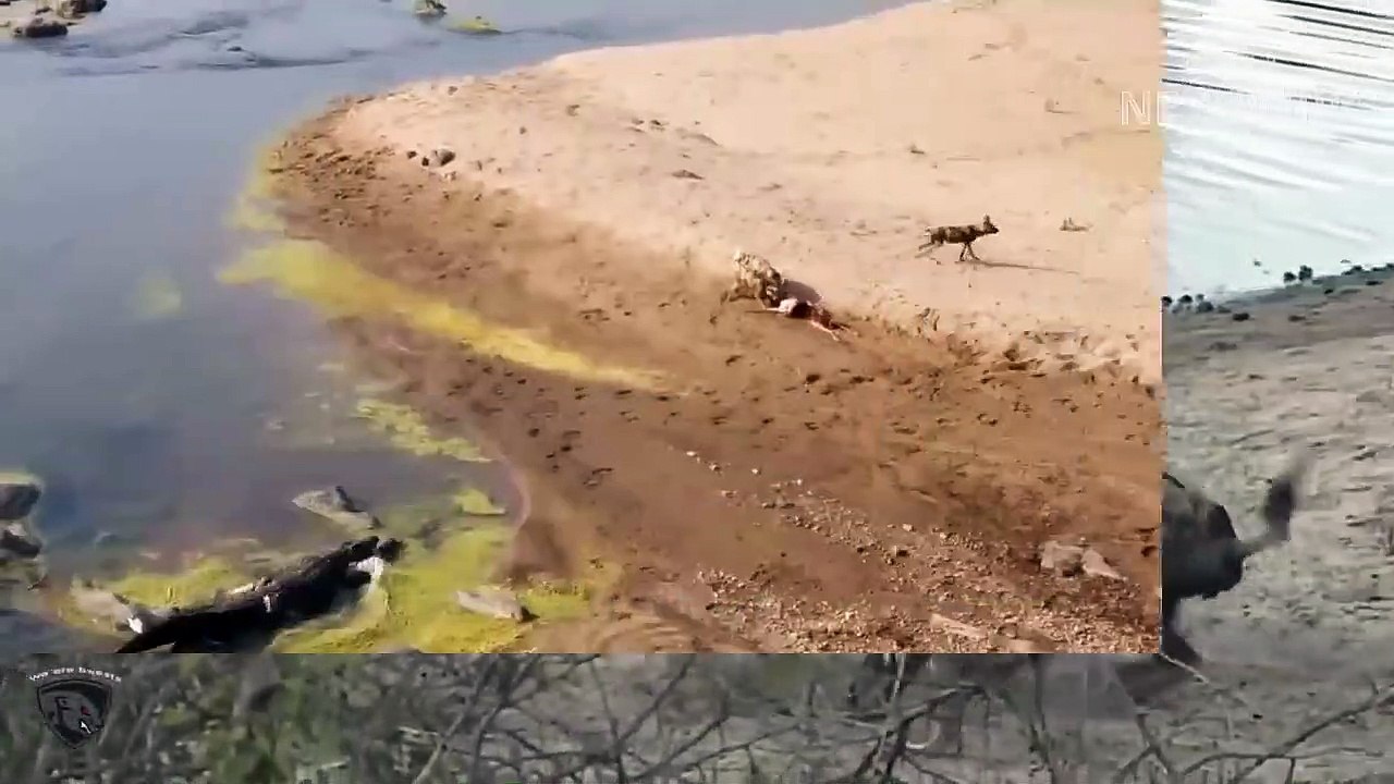 Terrible! The Army Of Wild Dogs Screaming Horribly When Crocodile Attacks And Snatch Their Prey