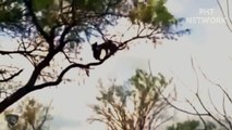 Angry Mother Leopard Attacks  Eagle Because It Was Stolen Her Cub By The Eagle  Wild animals attack