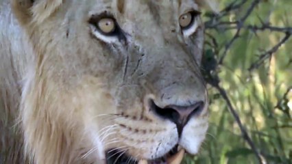 The Mother Buffalo Successfully Defended Her Cub From The Lions Cruel Attack