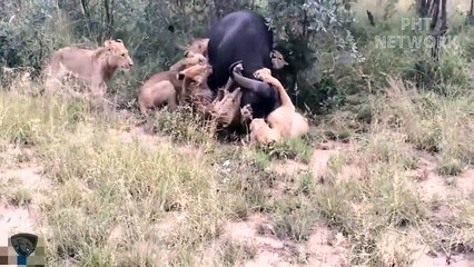 Dumbest Animals Africa, Attack Even Their Own Comrades   Ostrich vs Cheetah, Buffalo vs Lion...