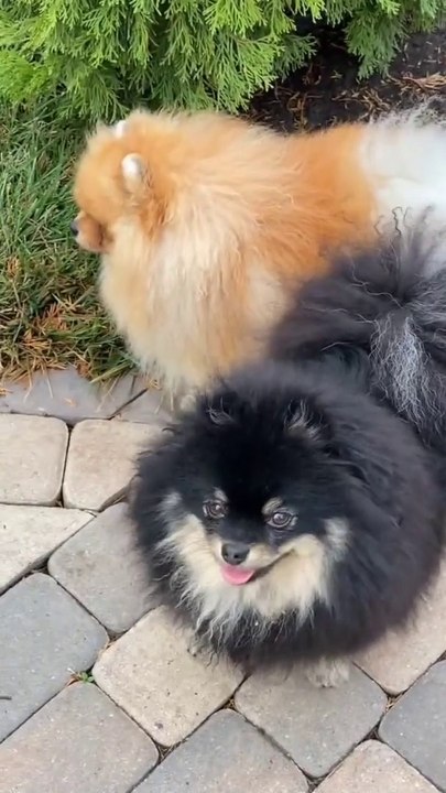 Cutest Funny Animals |  Cutest Dog Videos 2022 | Animals Fun Tv 1M