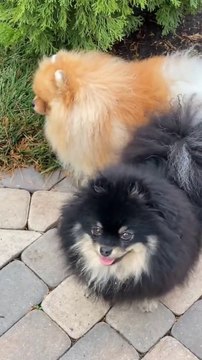 Cutest Funny Animals | Cutest Dog Videos 2022 | Animals Fun Tv 1M