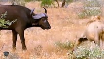 Buffalo uses all his strength to attack Lion mercilessly to protect himself