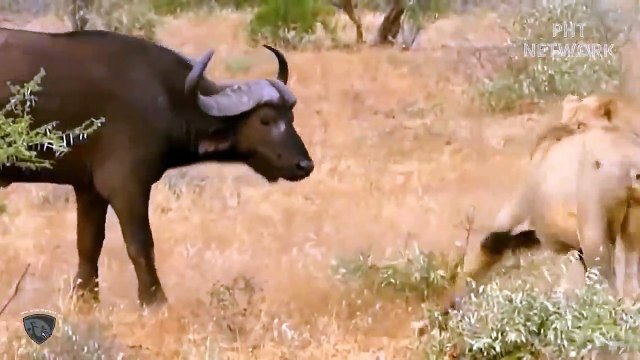 Buffalo uses all his strength to attack Lion mercilessly to protect himself