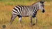 Mother zebra sacrificed herself to protect her cub from Attacks of Leopards and Lion