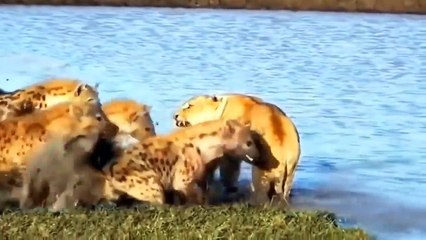 8 Evil Hyenas attack Lion Cubs badly, mother Lion tried to rescue but it too late
