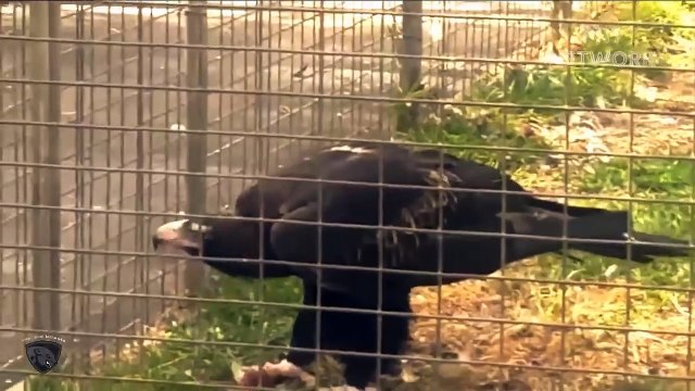 Most Spectacular Attacks of Eagles - Eagles eat Sharks, Fox, Wolves, Deer... King Animals