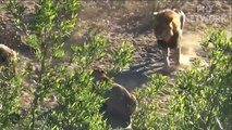 Mother Buffalo Sacrifices Herself To Protect Calf, Poor Mother Buffalo