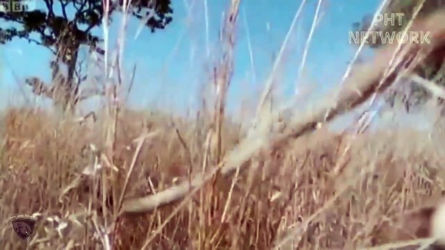 Best Fighting Of Wild Animals Caught On Camera▷▷ Wild Horse, Lion, Buffalo...