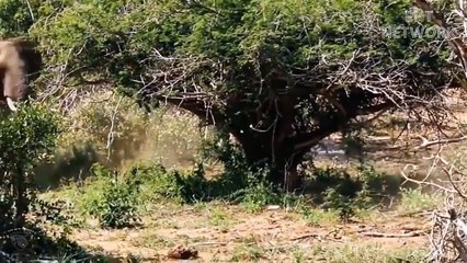 مذهل ...تحارب أم الفيل الأسود بشجاعة لحماية صغارها.