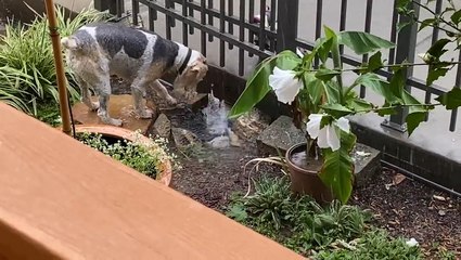 Another day of thunderstorms up and down the East Coast