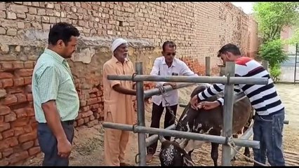 Скачать видео: The milk of lumpy skin affected animals is not spoiled, it can be boiled and used.