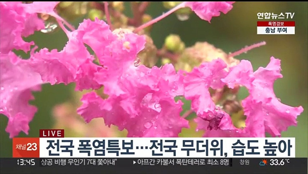[날씨] 주말에도 찜통더위…내륙 곳곳 강한 소나기 주의