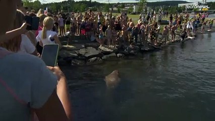 La morsa Freya reaparece en Oslo y se da un baño de masas