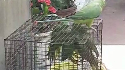 A Parrot and her chicks