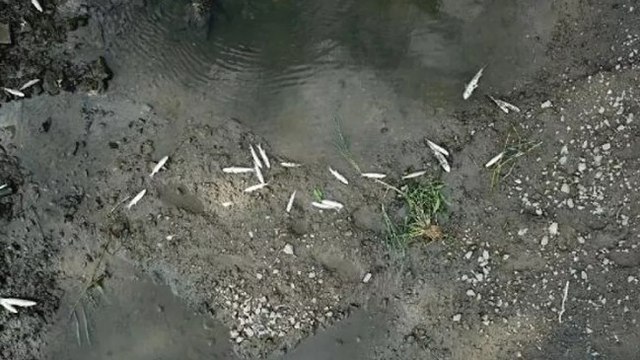 Alibeyköy Deresi'nde balık ölümleri