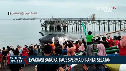 Evakuasi Paus Sperma di Banyuwangi, Bangkainya Dipotong Lalu Dikubur