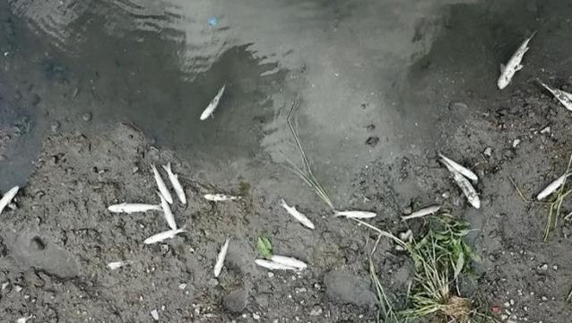 Alibeyköy Deresi'nde toplu balık ölümleri endişe yarattı! Laboratuvar sonuçları bekleniyor