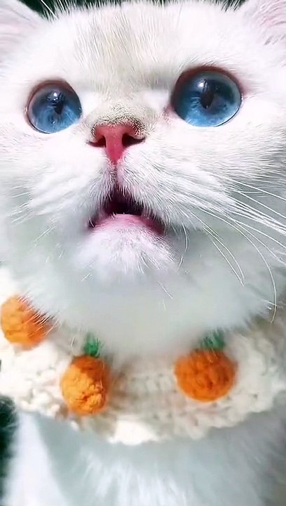 Nice Kitty