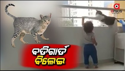 Viral Video | Small Baby Protected by his Pet Cat