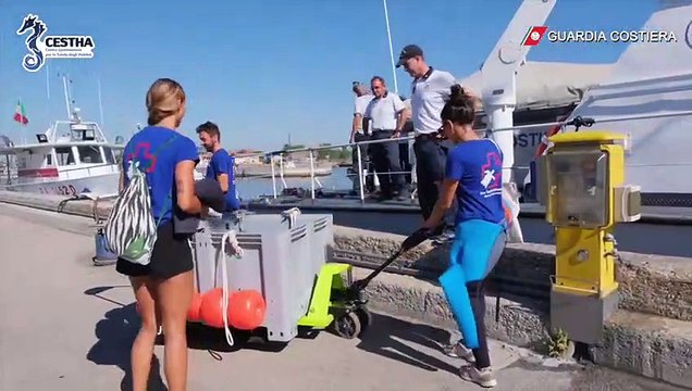 Ravenna, tartaruga salvata da pescatori ritorna in mare (06.08.22)