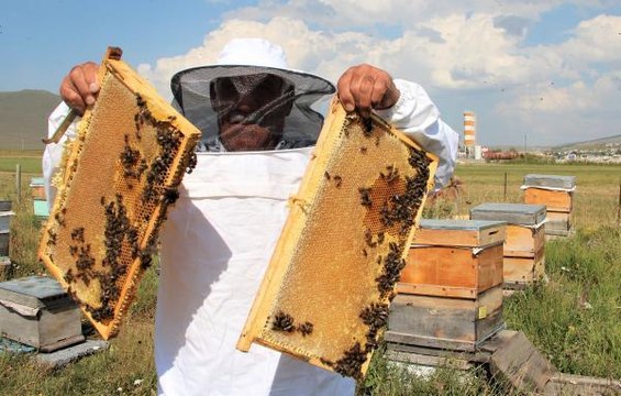 KAFKAS ARILARININ TESCİLLİ BALINDA 900 TON ÜRETİM BEKLENTİSİ