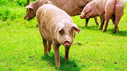 Schweine, die durch außergewöhnliche wissenschaftliche Entdeckungen wieder zum Leben erweckt wurden