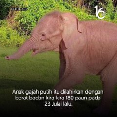 Myanmar umum kelahiran gajah putih jarang ditemui