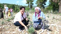 Burdur haberi | Turizm ilçesi Kemer'de lavanta hasadı