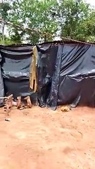 Saraya : Exploitation clandestine d'or