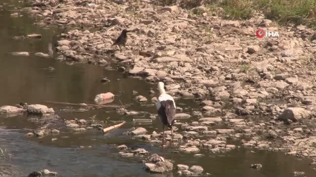 Alibeyköy deresinde balık ölümleri tedirgin etti
