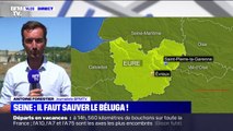 Eure: un béluga piégé dans les Seine, les autorités inquiètes pour sa santé