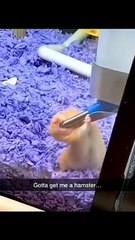 Best of Funny Animals Videos Funny Animals Fun More