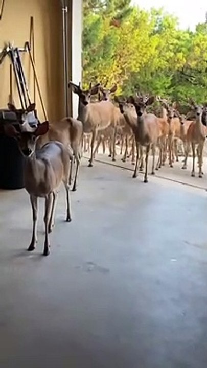 CuteSt  Animals