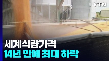국제곡물 가격 큰폭 하락...4분기쯤 국내 물가에 영향 / YTN