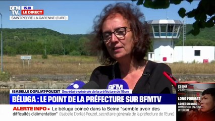 Download Video: Béluga piégé dans la Seine: des scientifiques et vétérinaires vont examiner l'animal pour définir quelles solutions lui apporter