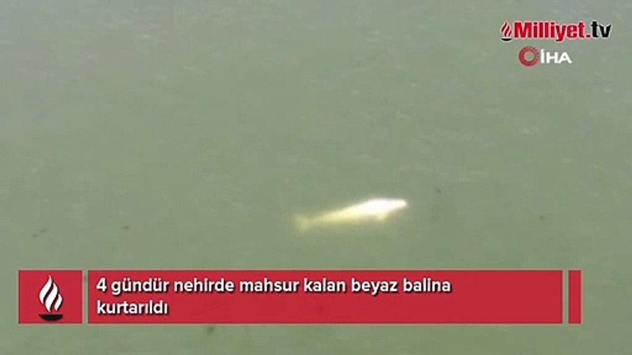4 gündür nehirde mahsur kalan beyaz balina kurtarıldı