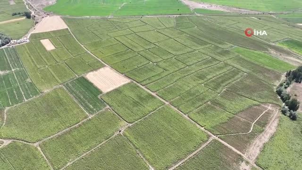 Vali Şimşek açıkladı: "Yıllık 6 bin dekar üretimden 130 bin dekara çıktı"