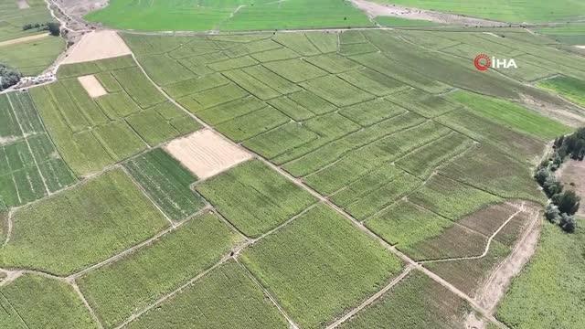 Vali Şimşek açıkladı: Yıllık 6 bin dekar üretimden 130 bin dekara çıktı