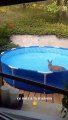 Une biche profite de la piscine en dordogne