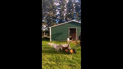 Ces chèvres ont  une peur bleue des tondeuses