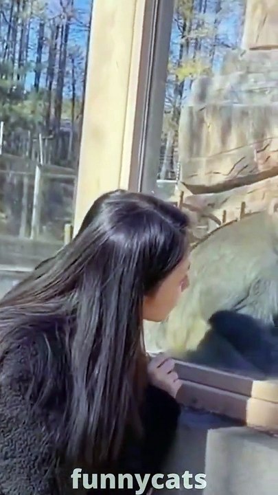 Best Funny Animal Videos 2022  - Funniest Cats And Dogs Videos  #shots #cats #cutedogcats