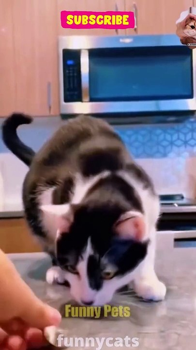Funniest Dogs And Cats  - Best Of The 2022  Funny Animal Videos
