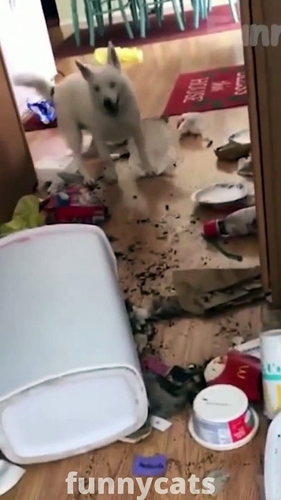 Funny Animal Videos 2022  - Funniest Dogs And Cats Videos - Compilation