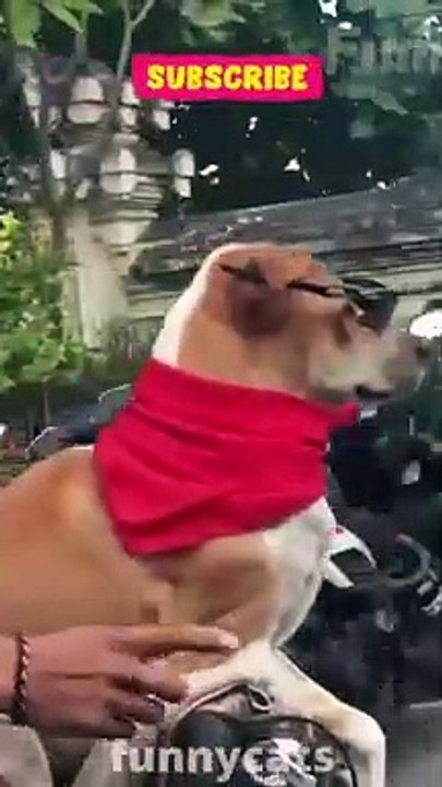 Funniest Dogs And Cats - Best Of The 2022 Funny Animal Videos #Shorts